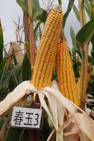 春玉3号
